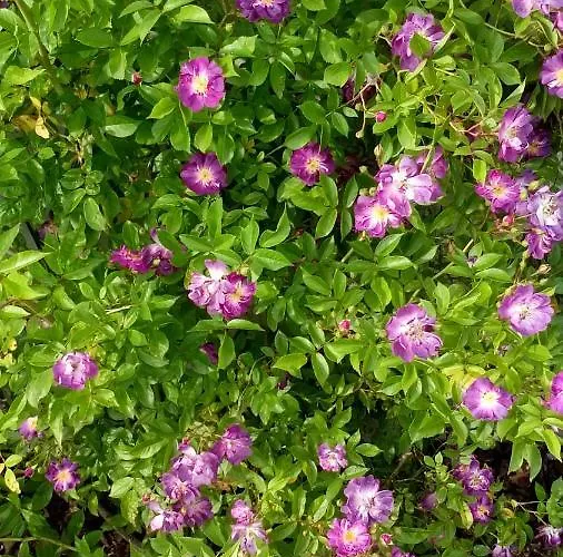 Appartamento Visak Bled